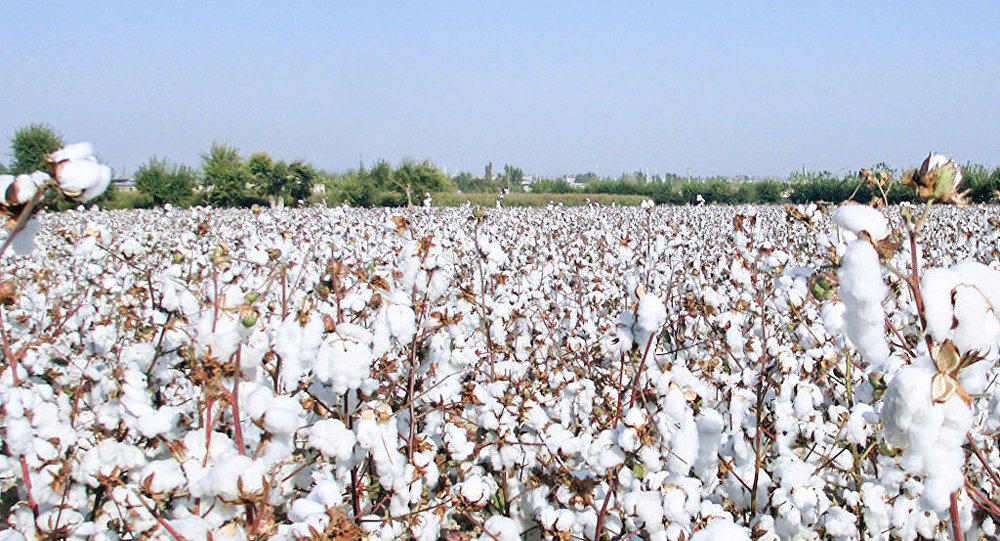Ministry Of Textiles Celebrates 'World Cotton Day' 2023 - - Vimarsana News